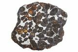 Polished Sericho Pallasite Meteorite ( g) Slice - Kenya #300773-1